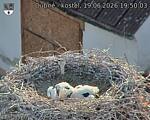 Capi_Dubne_20260619_195003.jpg