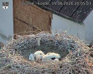 Capi_Dubne_20260619_200503.jpg (1350&nbsp;x&nbsp;1080)