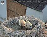 Capi_Dubne_20260619_201004.jpg
