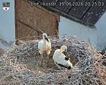 Capi_Dubne_20260619_202503.jpg