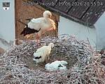 Capi_Dubne_20260619_205504.jpg
