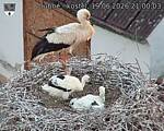Capi_Dubne_20260619_210003.jpg