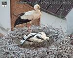 Capi_Dubne_20260619_210502.jpg