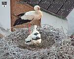 Capi_Dubne_20260619_211003.jpg