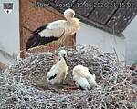 Capi_Dubne_20260619_211502.jpg