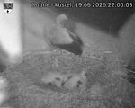 Capi_Dubne_20260619_220003.jpg