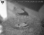 Capi_Dubne_20260619_221502.jpg