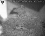 Capi_Dubne_20260619_222003.jpg