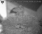 Capi_Dubne_20260619_222502.jpg