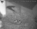 Capi_Dubne_20260619_225502.jpg