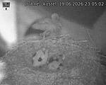 Capi_Dubne_20260619_230502.jpg