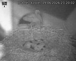 Capi_Dubne_20260619_232002.jpg