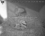 Capi_Dubne_20260620_004003.jpg