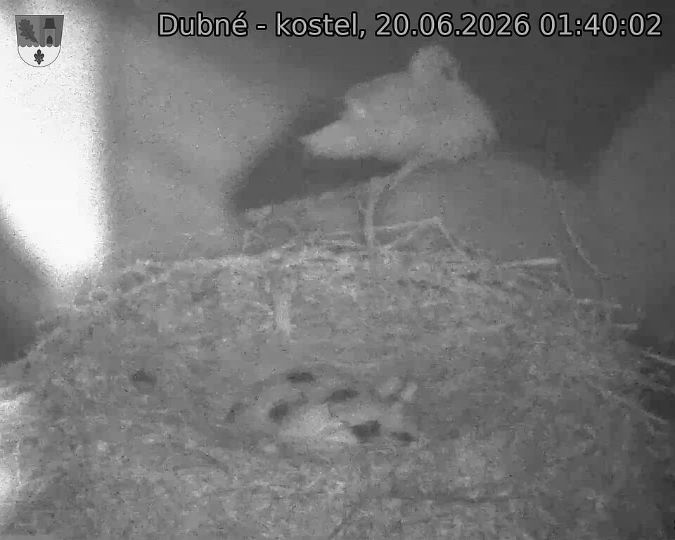 Capi_Dubne_20260620_014002.jpg (1350&nbsp;x&nbsp;1080)