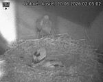 Capi_Dubne_20260620_020502.jpg