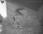 Capi_Dubne_20260620_031502.jpg