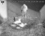 Capi_Dubne_20260620_041002.jpg