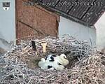 Capi_Dubne_20260620_044502.jpg