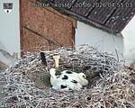 Capi_Dubne_20260620_045503.jpg