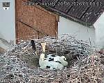 Capi_Dubne_20260620_050002.jpg
