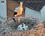 Capi_Dubne_20260620_053002.jpg