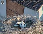 Capi_Dubne_20260620_060003.jpg