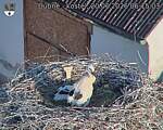 Capi_Dubne_20260620_061503.jpg