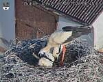Capi_Dubne_20260620_064503.jpg