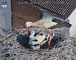 Capi_Dubne_20260620_065003.jpg