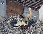 Capi_Dubne_20260620_070003.jpg