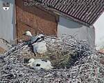 Capi_Dubne_20260620_072003.jpg