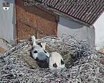 Capi_Dubne_20260620_072503.jpg