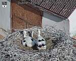 Capi_Dubne_20260620_074503.jpg