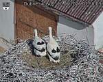 Capi_Dubne_20260620_075003.jpg