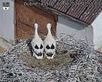 Capi_Dubne_20260620_075503.jpg