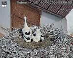 Capi_Dubne_20260620_080003.jpg