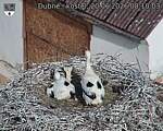 Capi_Dubne_20260620_081003.jpg