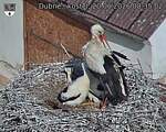 Capi_Dubne_20260620_083502.jpg