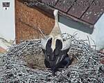 Capi_Dubne_20260620_100503.jpg