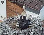 Capi_Dubne_20260620_102003.jpg