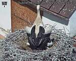 Capi_Dubne_20260620_102503.jpg