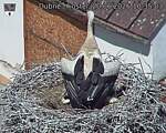 Capi_Dubne_20260620_103503.jpg