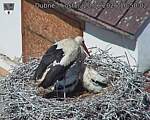 Capi_Dubne_20260620_105002.jpg