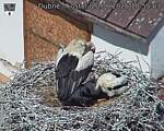 Capi_Dubne_20260620_105503.jpg