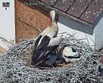 Capi_Dubne_20260620_110003.jpg