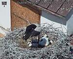 Capi_Dubne_20260620_111503.jpg