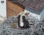 Capi_Dubne_20260620_112003.jpg