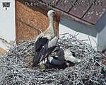 Capi_Dubne_20260620_113003.jpg