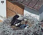 Capi_Dubne_20260620_113502.jpg