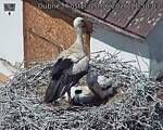 Capi_Dubne_20260620_115003.jpg